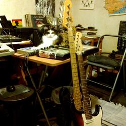 Memories Of A Troubled Cat