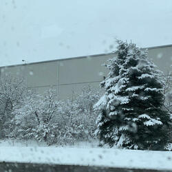trees (feat. 4kieo)