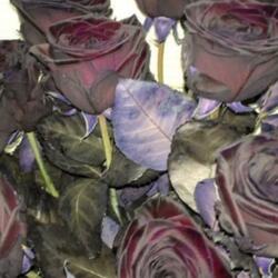 im so high baby plz accept my luvvv