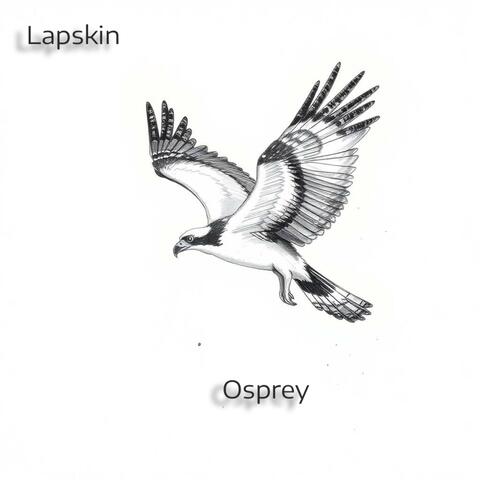 Osprey