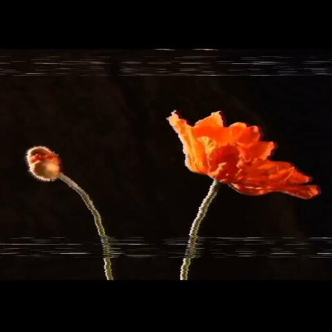 AMAPOLAS