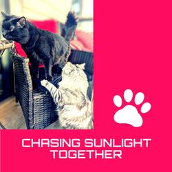 Chasing Sunlight Together