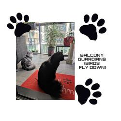 Balcony Guardians (Birds Fly Down)