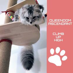 Queendom Ascendant (Climb up High)