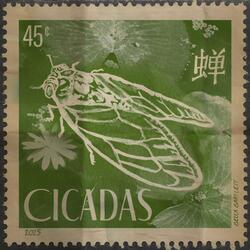 Cicadas