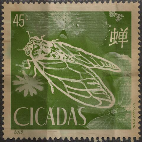 Cicadas