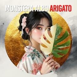 Monstera Albo Arigato