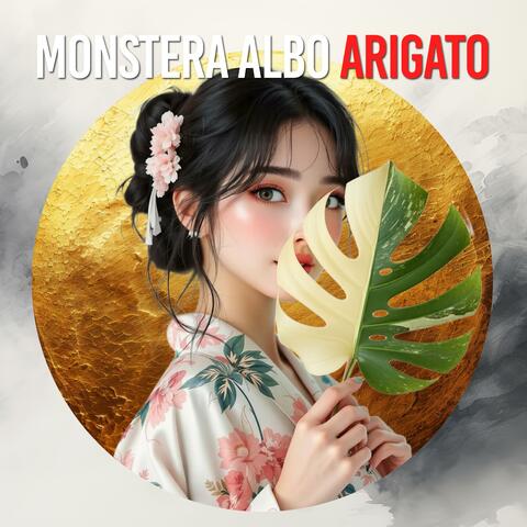 Monstera Albo Arigato