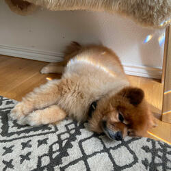 Hokhmah (Instrumental)