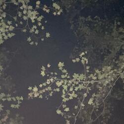 wondering (feat. ambrjack)