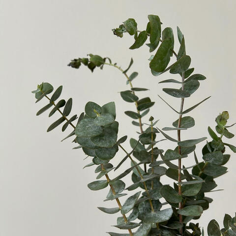 Eucalyptus
