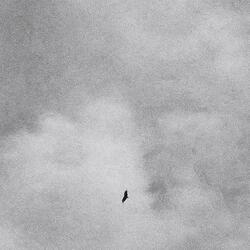 cuando los pájaros no cantan