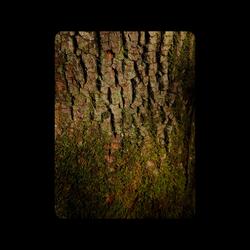 ludlow lullabies (Live)