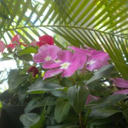 Blush (feat. h3artch3rades & 555phoenix)