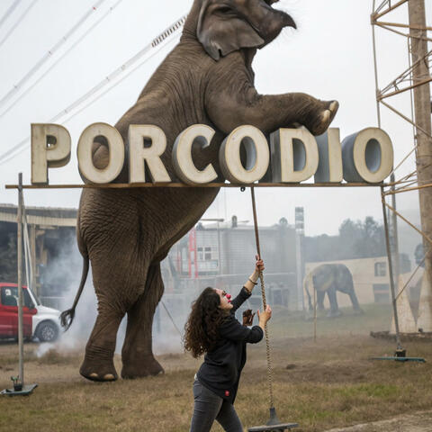 PORCODIO®