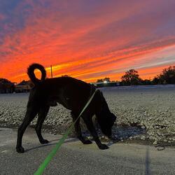 NEVER SURRENDER (feat. Brucifer Ceria)