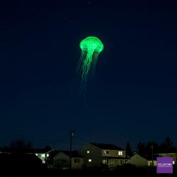 オワンクラゲは夢をみる