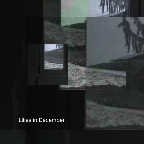 Lilies in December