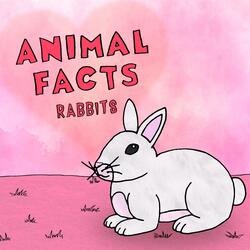 Rabbits