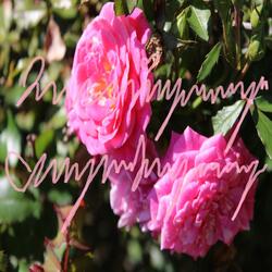 all Lies (feat. Flexo!)