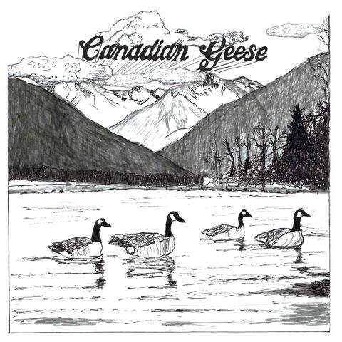 Canadian Geese