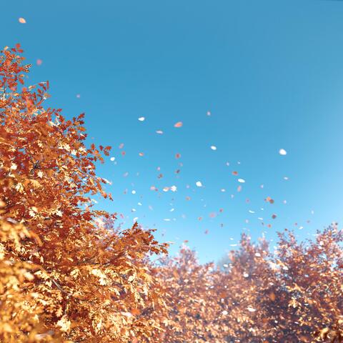 Autumn leaves