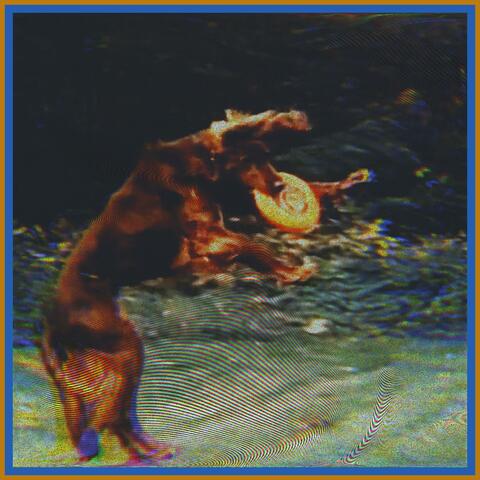 Dogs for You