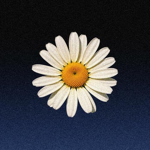 daisy.
