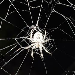 Transmission de Mercure 141,27 Hz (feat. pissgirl)