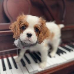 Sonata in D Major, K. 96