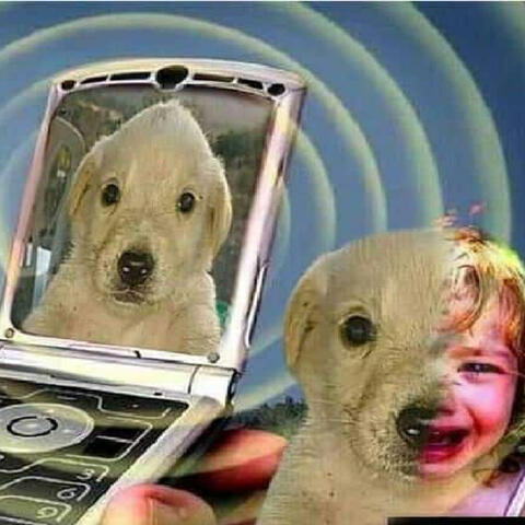 KUTYA LETTEM