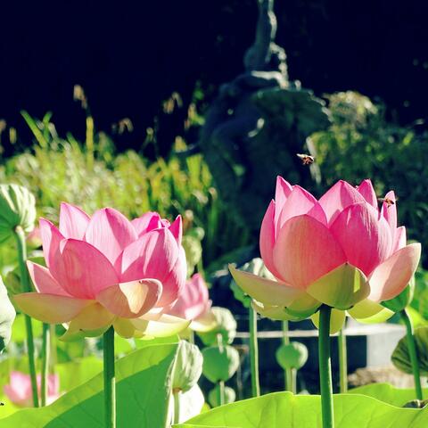 Piano K-Pop Album #22