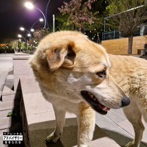 3AM NIGHT WALKS