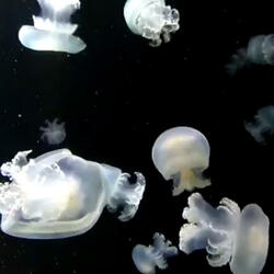 Happiness at the bottom of the ocean