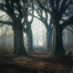 Soul of Shadows