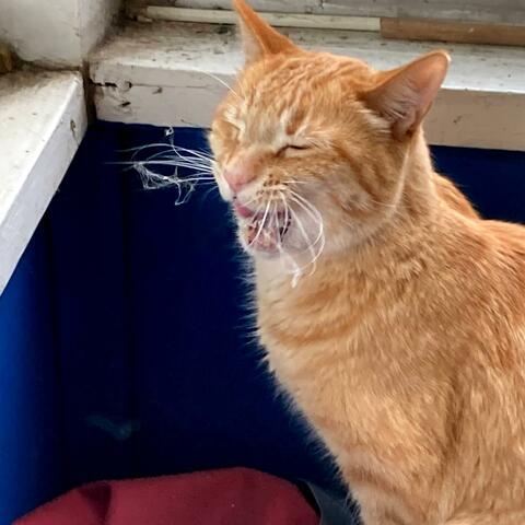 Tintin Thinks of Treats