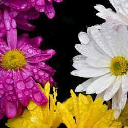 Dew on the Daisies (Original Motion Picture Soundtrack)