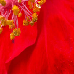 Bomba (feat. zoocatti) (Radio Edit)