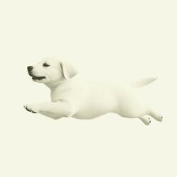 Carefree Like A Dog