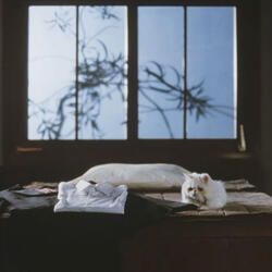 Maneki Neko (Original Short Film Soundtrack): The Departure [Main Theme]