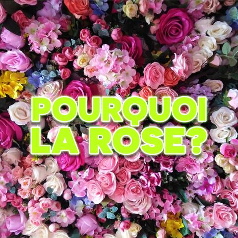 Pourquoi la rose