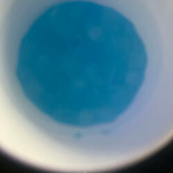 Y Not (feat. Lildoncbfw)