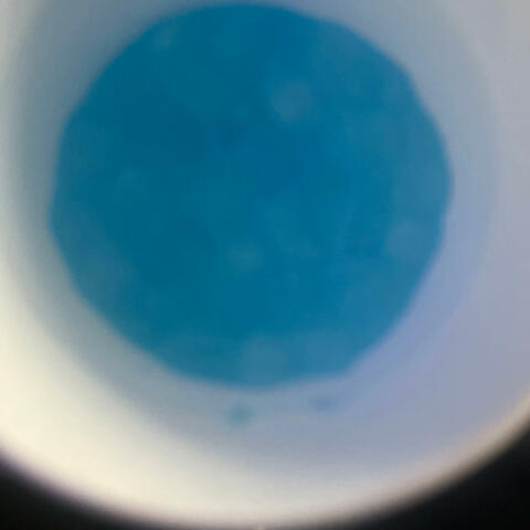 Y Not (feat. Lildoncbfw )