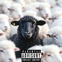 Black Sheep