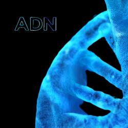 ADN