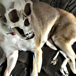 God of Roadkill