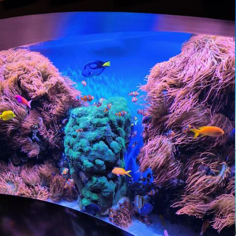 Fish Exhibit