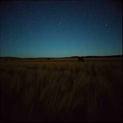 Cattle Cry (In the Morning Light)