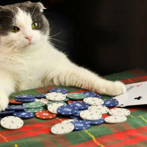 Poker (feat. Trevortadpol)