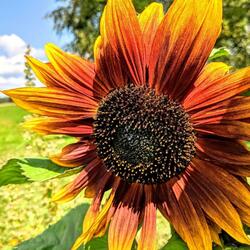 Visions of distant summer